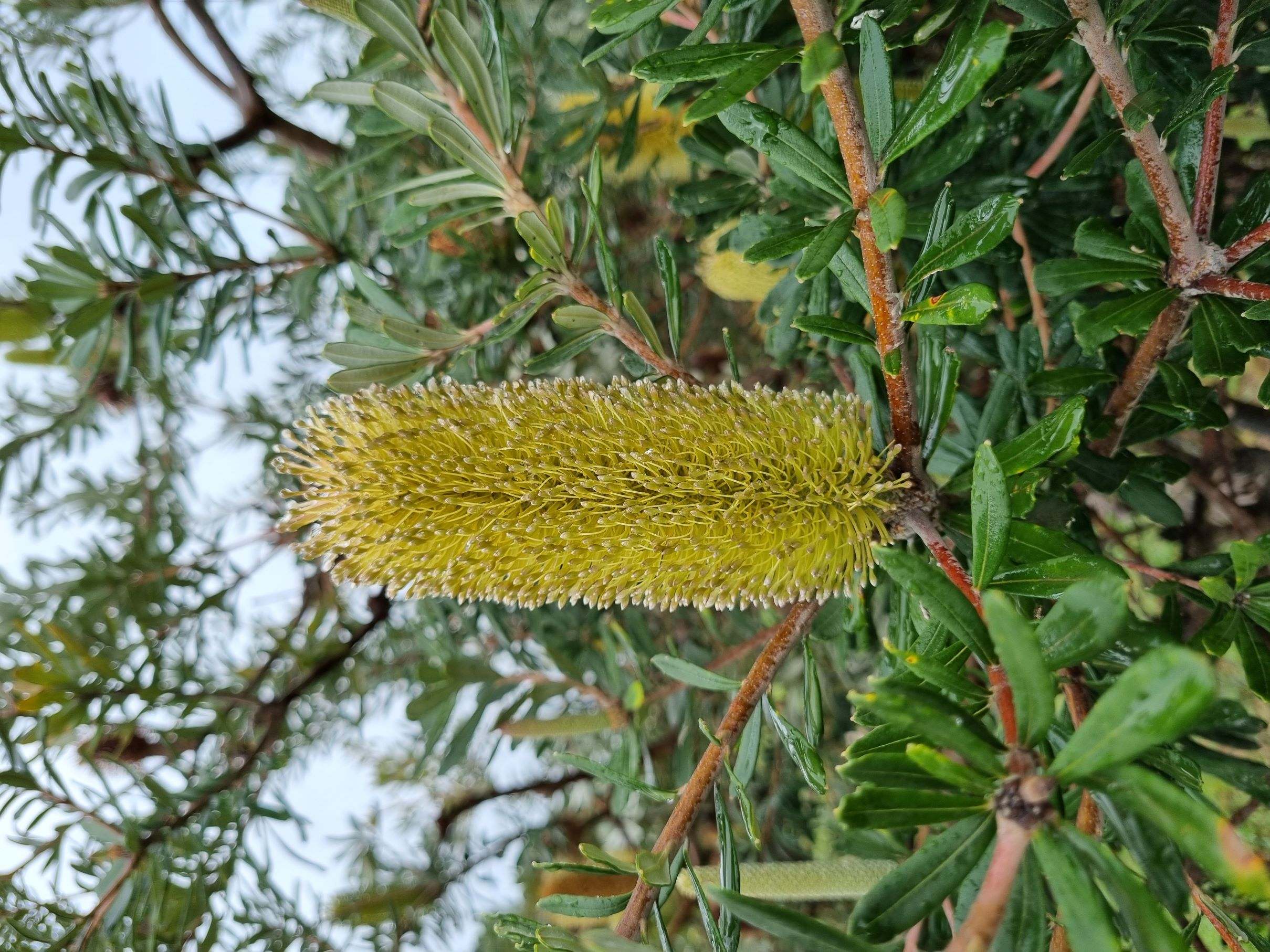 marginata x croajingolensys